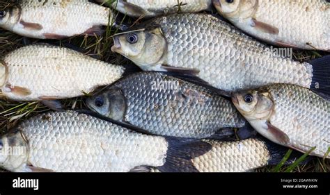 河溝釣鯽魚用什麼釣